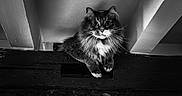 Tito a rejoint le concours — aidez-le/la à gagner de superbes lots ! cat, feline, fluffy, long_hair, black_and_white, whiskers, eyes, portrait, animal, pet, attic, wooden_beam, rooftop, indoor, dramatic_lighting, black_and_white_photo, close_up, looking_at_camera, sitting, curious