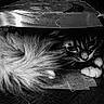 cat, fluffy, black_and_white, cardboard_box, hiding, lying_down, pet, whiskers, paws, fur, eyes, portrait, indoor, wooden_floor, monochrome, photography, curious, relaxed, cute, box