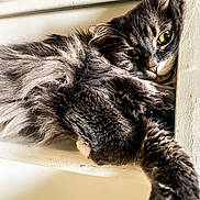 Tito participe au concours pour gagner de l'argent avec cette photo : cats, cat, felines, fluffy, long_hair, gray, tabby, white, green_eyes, indoor, window, ledge, resting, cuddling, sleeping, alert, close_up, fur, whiskers, portrait