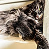 cats, cat, felines, fluffy, long_hair, gray, tabby, white, green_eyes, indoor, window, ledge, resting, cuddling, sleeping, alert, close_up, fur, whiskers, portrait