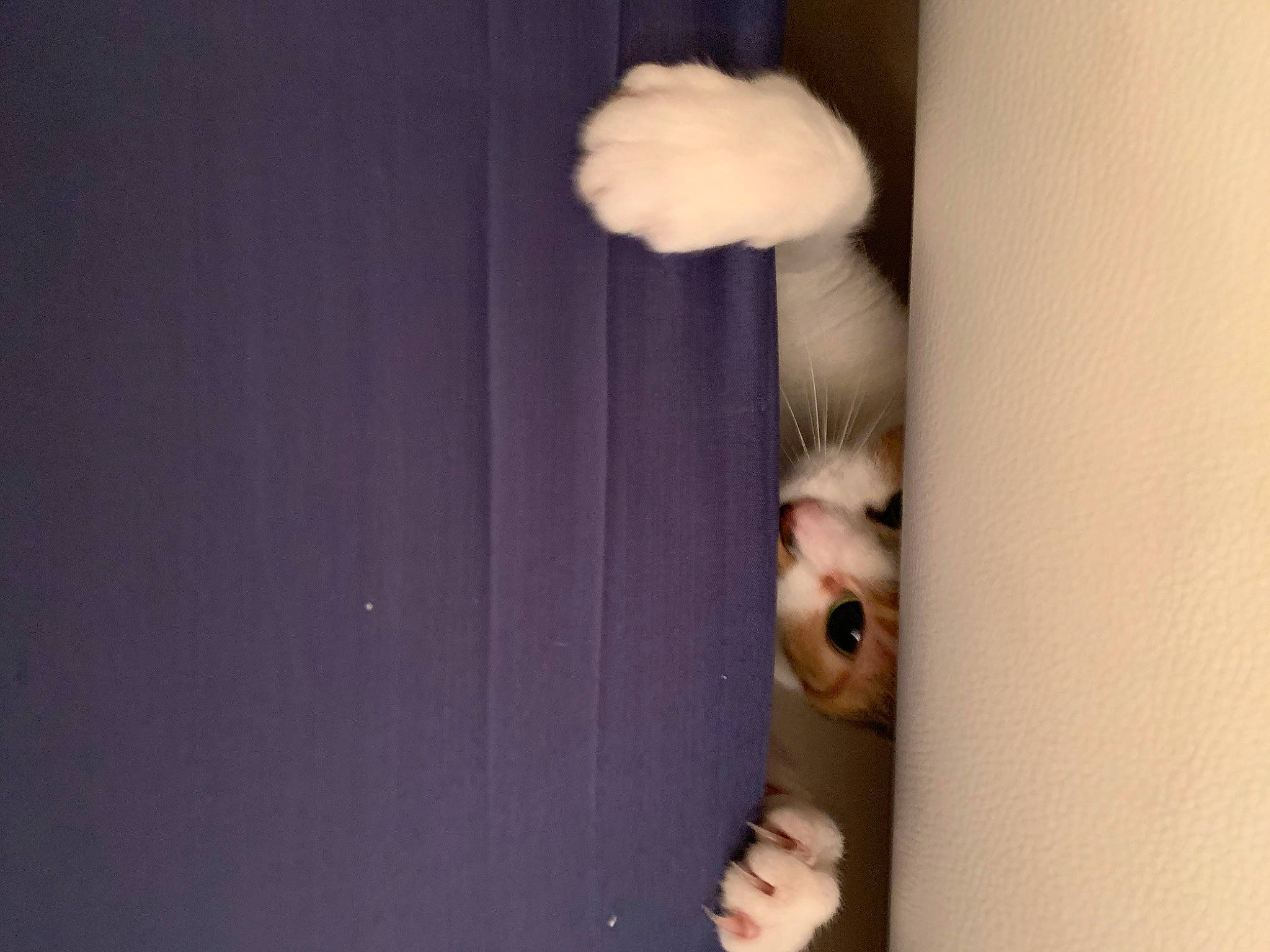 Ginette a rejoint le concours — aidez-le/la à gagner de superbes lots ! ceiling, child, curtain, darkness, door_handle, elbow, eyelash, flash_photography, fur, gesture, hardwood, home_door, room, window, wood