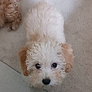 Ellie May is registered to the contest to win money with this photo: puppy, dog, curly_fur, fluffy, pet, cute, carpet, indoor, looking_up, animal, young_dog, brown_and_white, companion, adorable, curious, fur, small_dog, canine, household_pet, friend