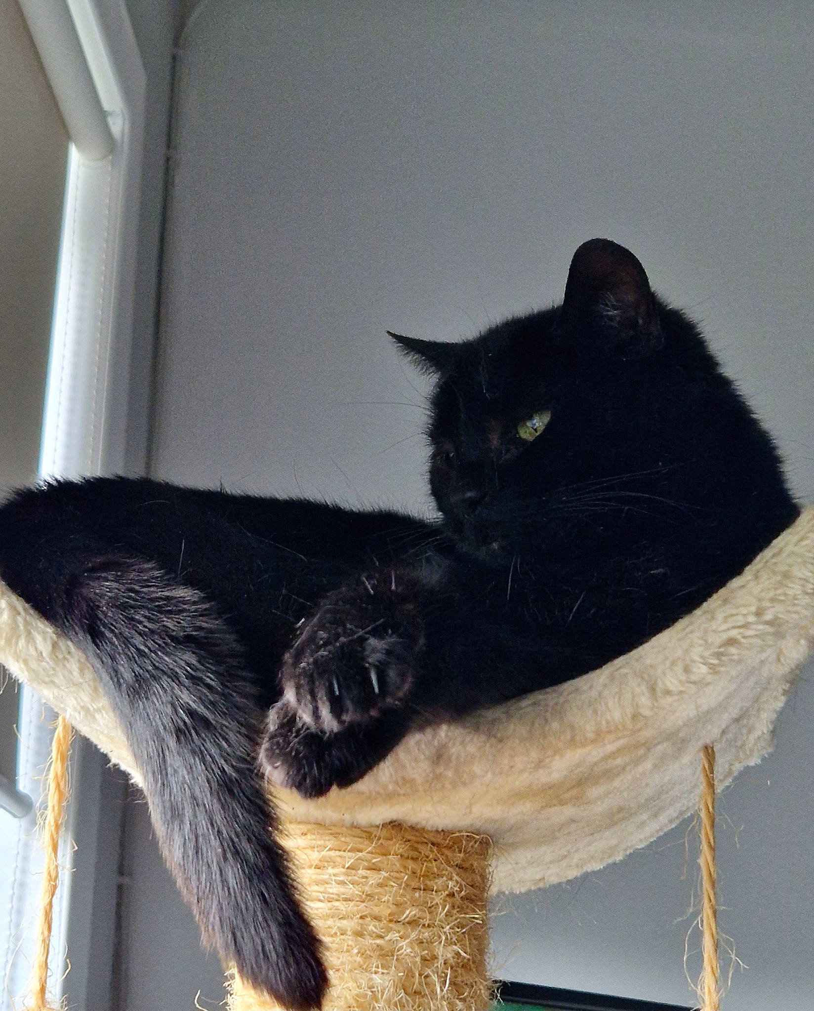 Ella is registered to the contest to win money with this photo: black_cat, box, cardboard, carnivore, cat, cat_bed, cat_furniture, cat_supply, claw, comfort, domestic_short_haired_cat, felidae, fur, grey, room, small_to_medium_sized_cats, snout, tail, whiskers, window