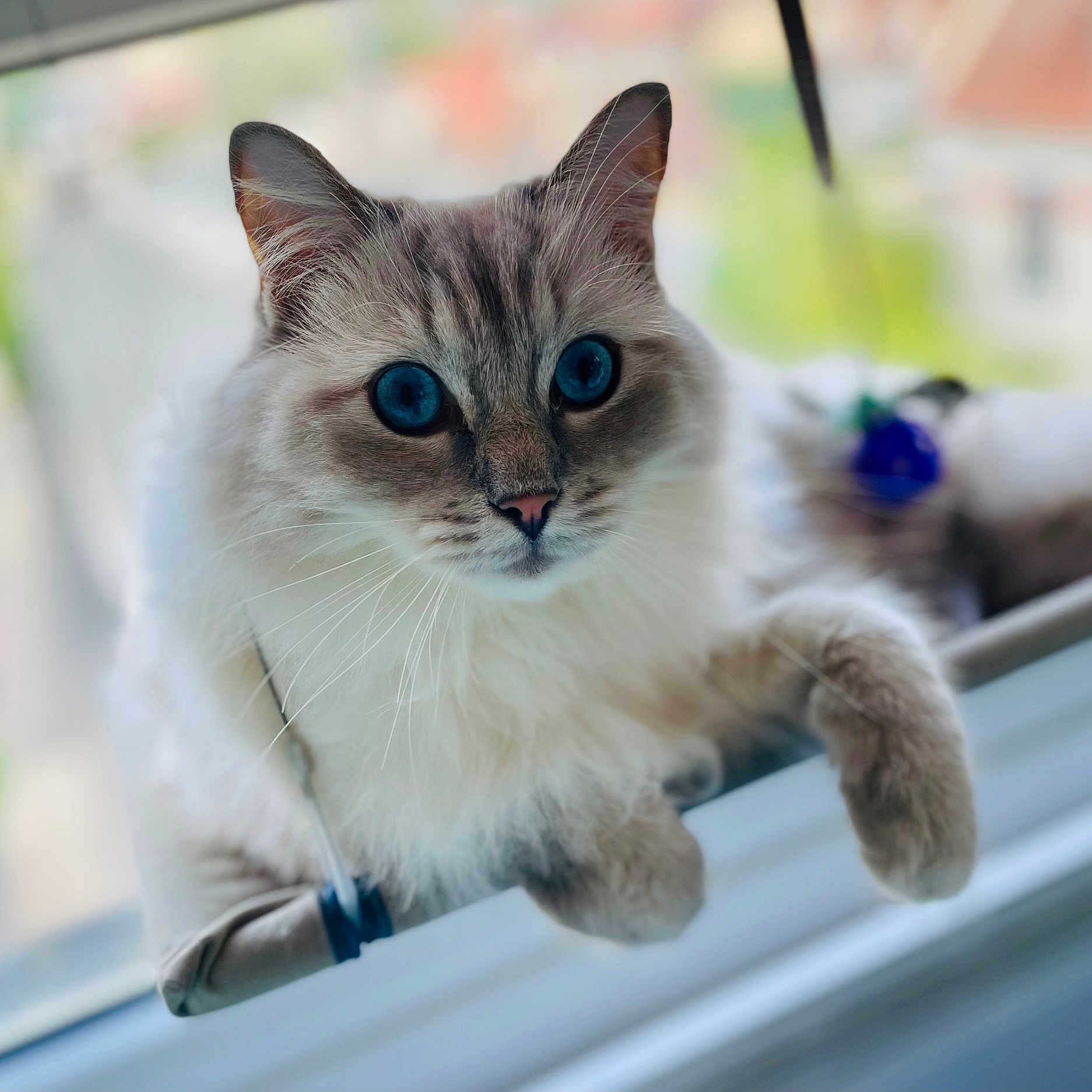 Tobey participe au concours pour gagner de l'argent avec cette photo : abyssinian, angora, animal, cat, kitten, manx, pet, siamese, window, windowsill
