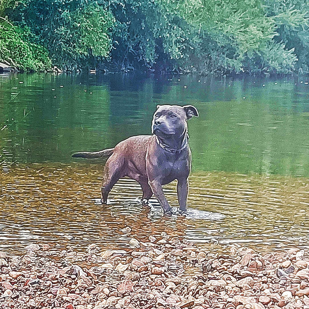 Urggo a rejoint le concours — aidez-le/la à gagner de superbes lots ! animal, boxer, bulldog, canine, dog, frenchbulldog, land, nature, outdoors, pebble, pet, pitbull, plant, pond, pug, slate, tree, vegetation, water, woodland