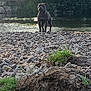 animal, bulldog, canine, dog, hound, labradorretriever, land, nature, outdoors, pet, plant, pond, puppy, rainforest, rock, slate, soil, tree, vegetation, water