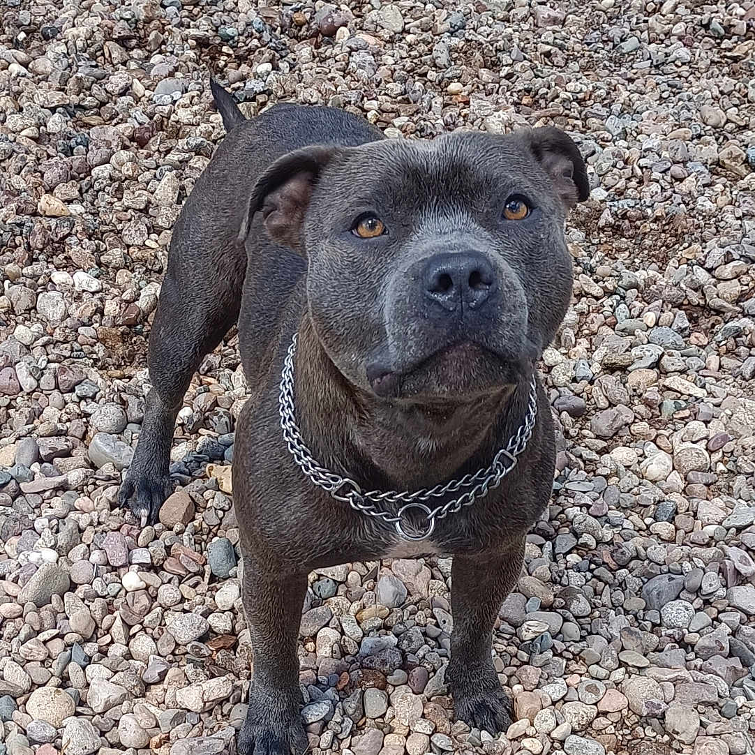 Taïco