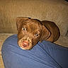 puppy, dog, brown_dog, pet, animal, cute, resting, indoors, couch, fabric, blue_pants, close_up, young_dog, canine, domestic_animal, looking_up, snout, ears, fur, companion