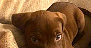 Gemini Wheeler joined the competition — help win amazing prizes! puppy, dog, brown, close_up, blanket, couch, pet, indoors, young, cute, fur, canine, animal, resting, texture, warm_lighting, snout, paw, ears, cozy
