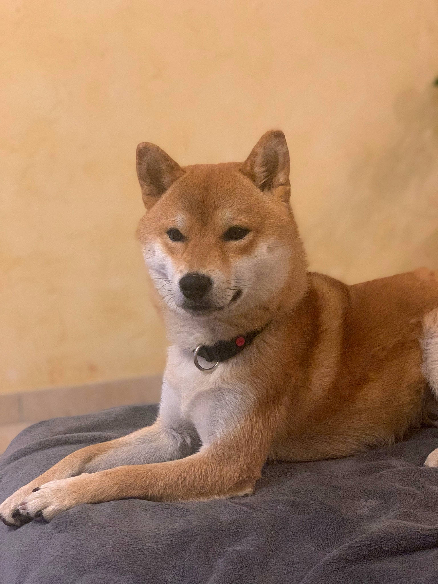 Sky a rejoint le concours — aidez-le/la à gagner de superbes lots ! ancient_dog_breeds, carnivore, companion_dog, dog, dog_breed, fawn, fur, non_sporting_group, snout, tail, terrestrial_animal, wildlife