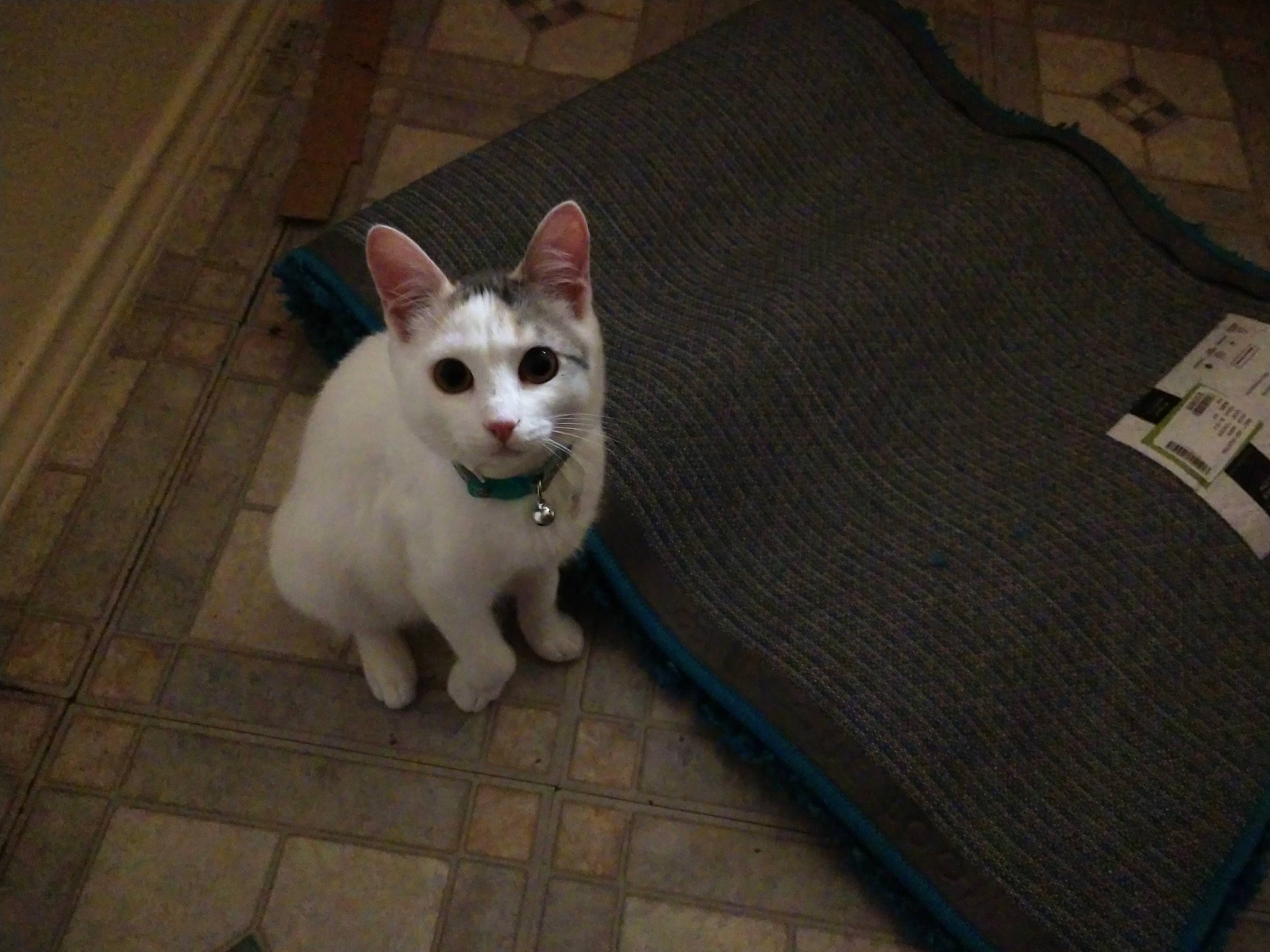 Kikki joined the competition — help win amazing prizes! aegean_cat, asian, burmilla, carnivore, cat, colorpoint_shorthair, domestic_short_haired_cat, felidae, khao_manee, kitten, mammal, ojos_azules, paw, ragdoll, small_to_medium_sized_cats, tail, turkish_angora, turkish_van, vertebrate, whiskers