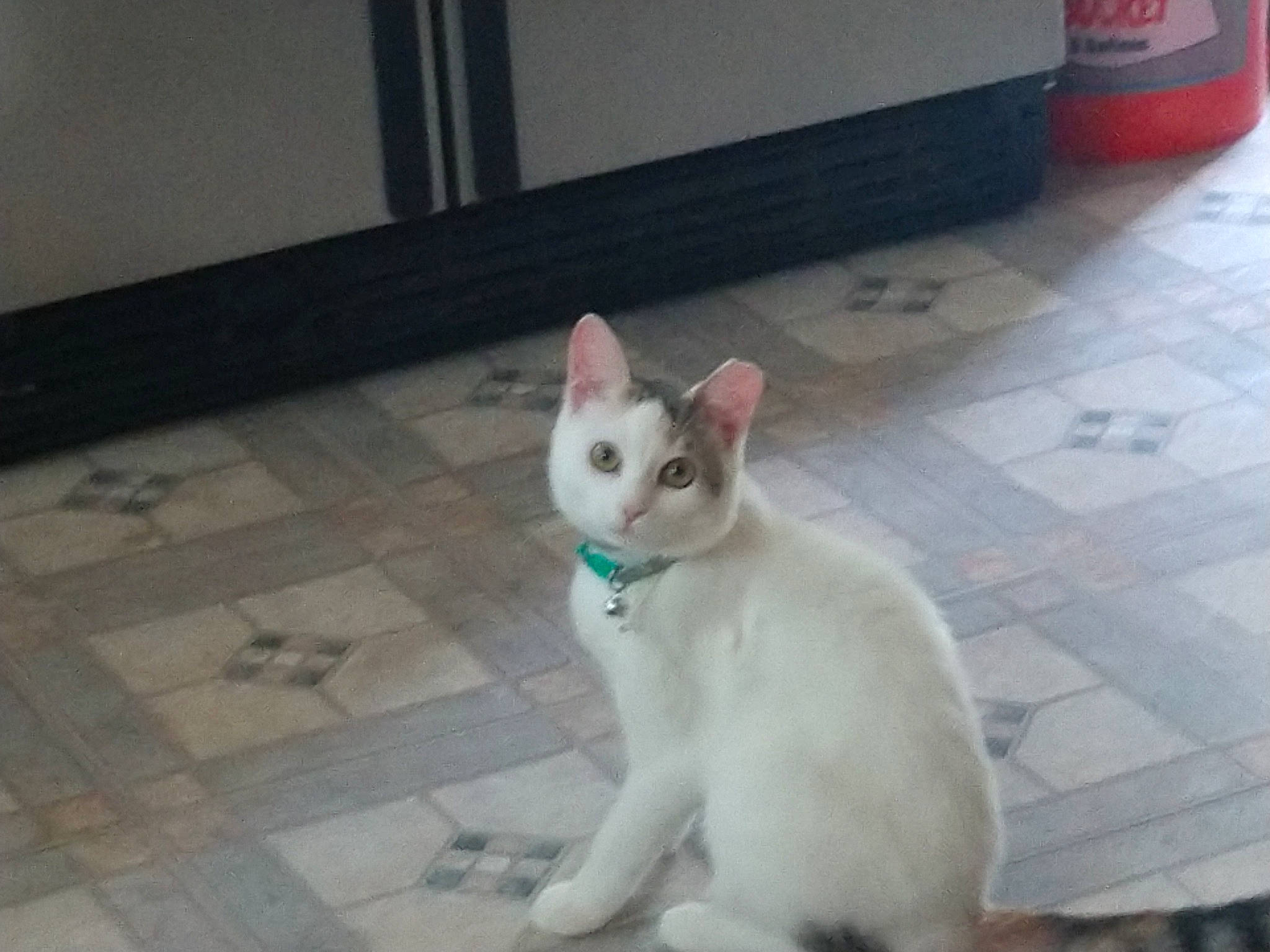 Kikki joined the competition — help win amazing prizes! aegean_cat, asian, burmilla, carnivore, cat, colorpoint_shorthair, ear, european_shorthair, eye, felidae, javanese, khao_manee, kitten, mammal, small_to_medium_sized_cats, tail, turkish_angora, turkish_van, vertebrate, whiskers