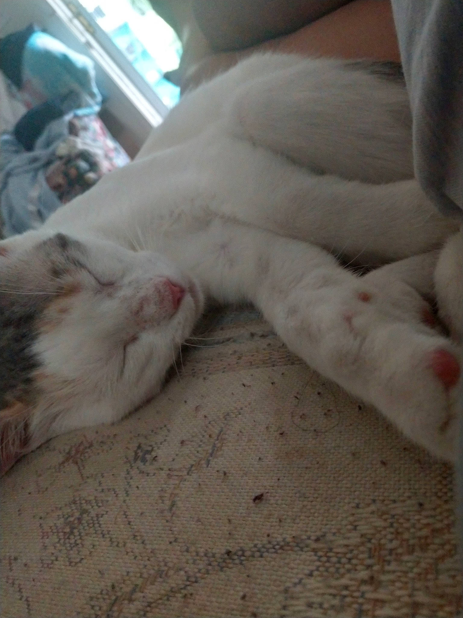 Kikki joined the competition — help win amazing prizes! canidae, carnivore, cat, fawn, felidae, fur, kitten, leg, nap, paw, skin, sleep, small_to_medium_sized_cats, tail