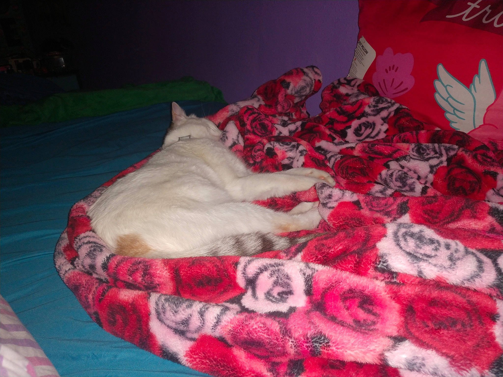 Kikki joined the competition — help win amazing prizes! bed_sheet, blanket, canidae, carnivore, cat, comfort, fawn, felidae, fur, furniture, kitten, linens, nap, red, small_to_medium_sized_cats, textile