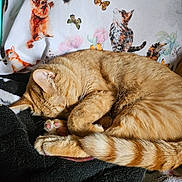Pumpkin is registered to the contest to win money with this photo: cat, orange_tabby, sleeping, curled_up, blanket, pillow, illustration, kitten_drawing, butterflies, indoor, cozy, resting, feline, cute, fur, paw, tail, domestic_cat, pattern, comfort