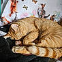 cat, orange_tabby, sleeping, curled_up, blanket, pillow, illustration, kitten_drawing, butterflies, indoor, cozy, resting, feline, cute, fur, paw, tail, domestic_cat, pattern, comfort