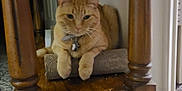 Pumpkin joined the competition — help win amazing prizes! cat, ginger_cat, feline, pet, indoor, wooden_table, scratch_pad, carpet, floor, collar, relaxed, home_interior, furniture, animal, domestic, mammal, whiskers, paws, resting, curious