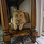 cat, ginger_cat, feline, pet, indoor, wooden_table, scratch_pad, carpet, floor, collar, relaxed, home_interior, furniture, animal, domestic, mammal, whiskers, paws, resting, curious