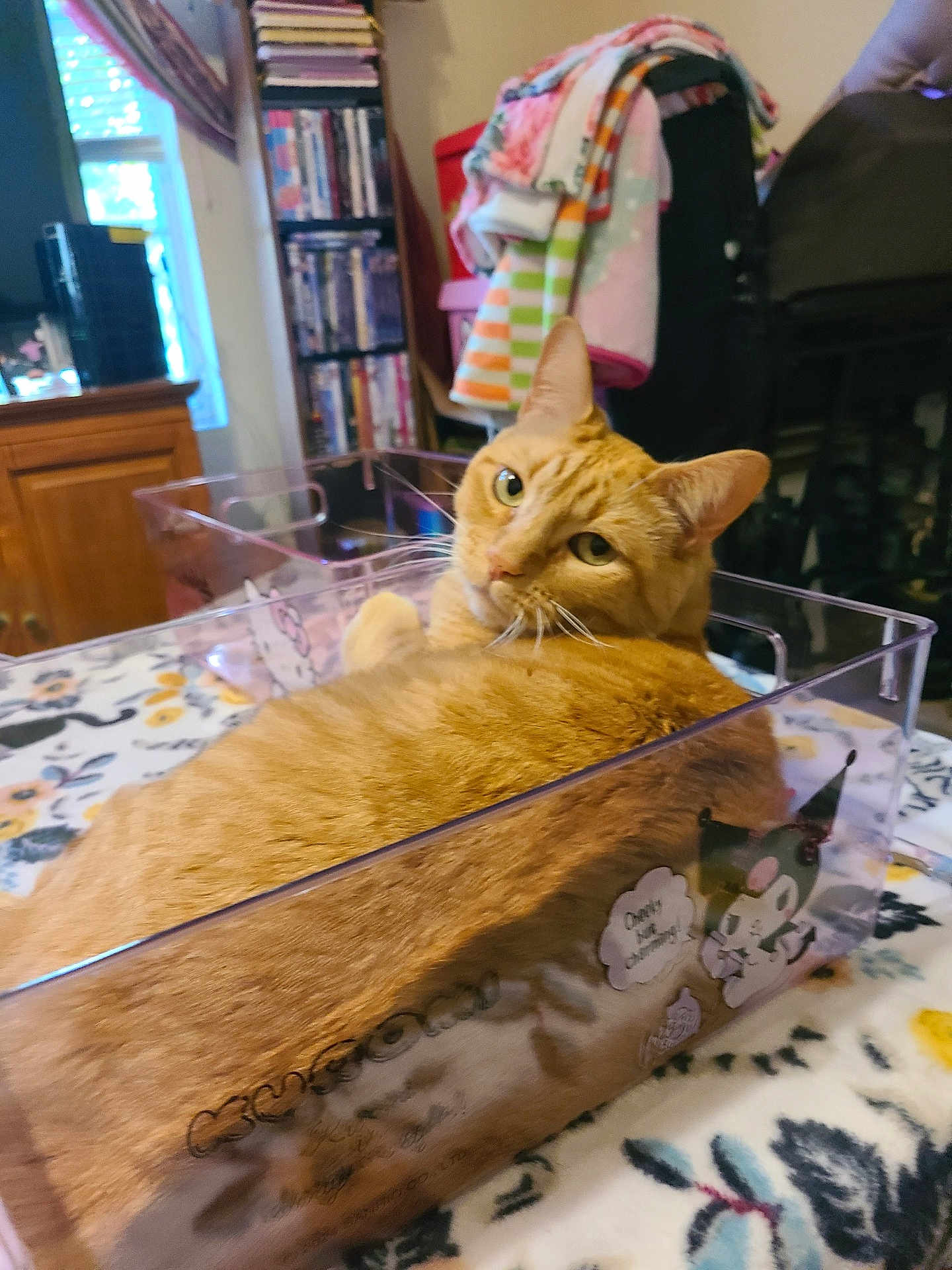 Pumpkin joined the competition — help win amazing prizes! cat, orange_tabby, plastic_container, tablecloth, floral_pattern, indoor, furniture, shelf, blankets, curious, pet, domestic_cat, relaxed, close_up, animal, cozy, home, looking, whiskers, ears