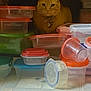 Pumpkin is registered to the contest to win money with this photo: cat, orange_tabby, plastic_container, tupperware, stacked_containers, cupboard, indoor, curious, pet, collar, floor, kitchen, storage, lid, container_stack, domestic_animal, orange_cat, feline, pet_accessory, household_item