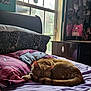 Pumpkin joined the competition — help win amazing prizes! cat, sleeping, bed, pillow, hello_kitty, indoor, window, natural_light, plush_toys, curled_up, orange_cat, cozy, resting, furniture, decorations, soft_light, quiet, peaceful, animal, pet