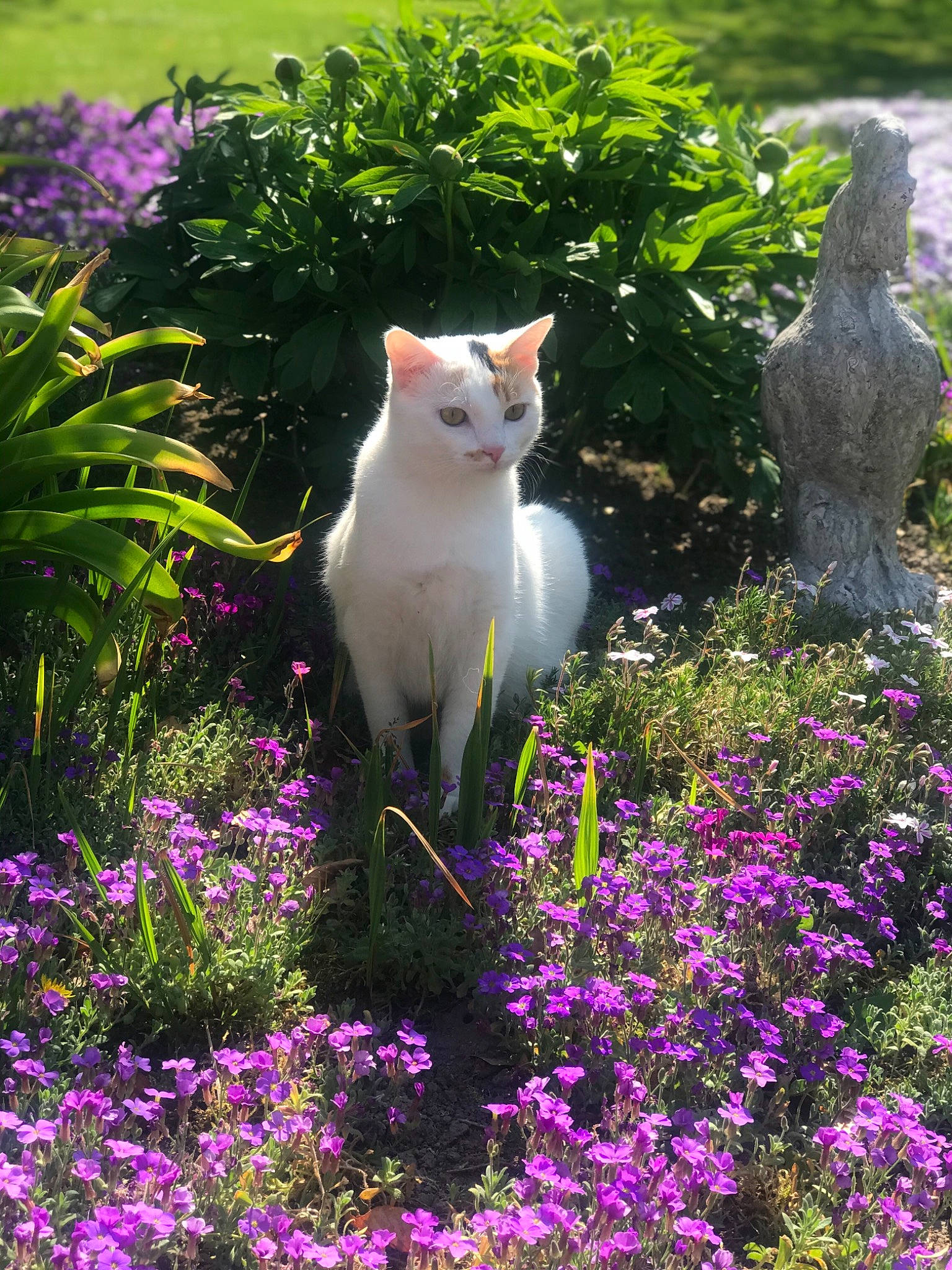 Mia a rejoint le concours — aidez-le/la à gagner de superbes lots ! botany, carnivore, cat, domestic_short_haired_cat, fawn, felidae, flower, flowering_plant, garden, herbaceous_plant, perennial_plant, plant, shrub, small_to_medium_sized_cats, spring, whiskers, wildflower