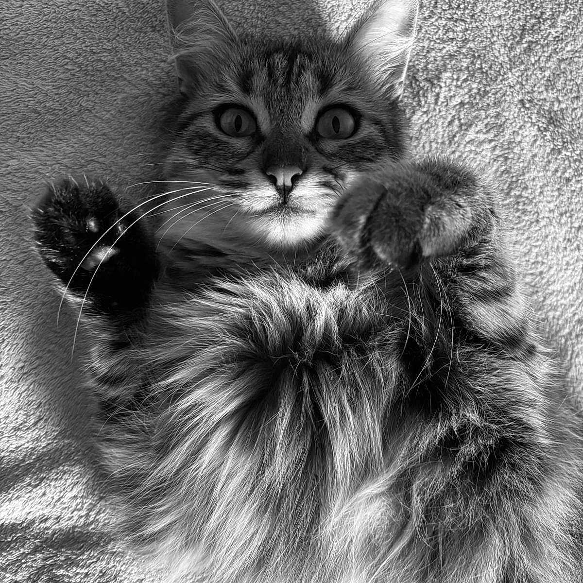 Wendy participe au concours pour gagner de l'argent avec cette photo : abyssinian, angora, animal, blanket, cat, claw, clothing, electronics, face, hardware, head, hook, kitten, manx, person, pet, photography, plush, portrait, toy