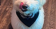 Rocky joined the competition — help win amazing prizes! dog, fluffy, white, bandana, pet, indoor, wooden_floor, cute, tongue_out, sitting, animal, fur, playful, companion, domestic, adorable, friendly, canine, portrait, household