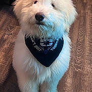 Rocky joined the competition — help win amazing prizes! adorable, animal, bandana, canine, companion, cute, dog, domestic_animal, floor, fluffy, fur, furry, household, indoor, looking_up, pet, portrait, standing, white_dog, wooden_floor