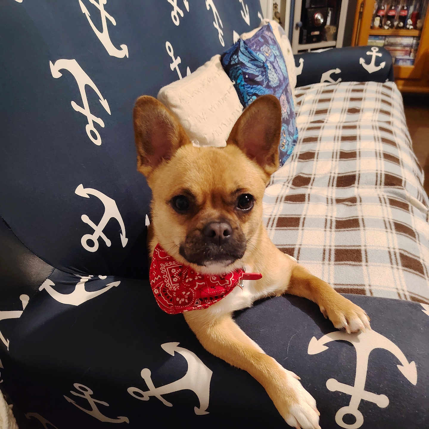 Kiara participe au concours pour gagner de l'argent avec cette photo : animal, architecture, building, bulldog, canine, chair, chihuahua, couch, cushion, dog, frenchbulldog, furniture, homedecor, indoors, interiordesign, livingroom, pet, pug, puppy, room