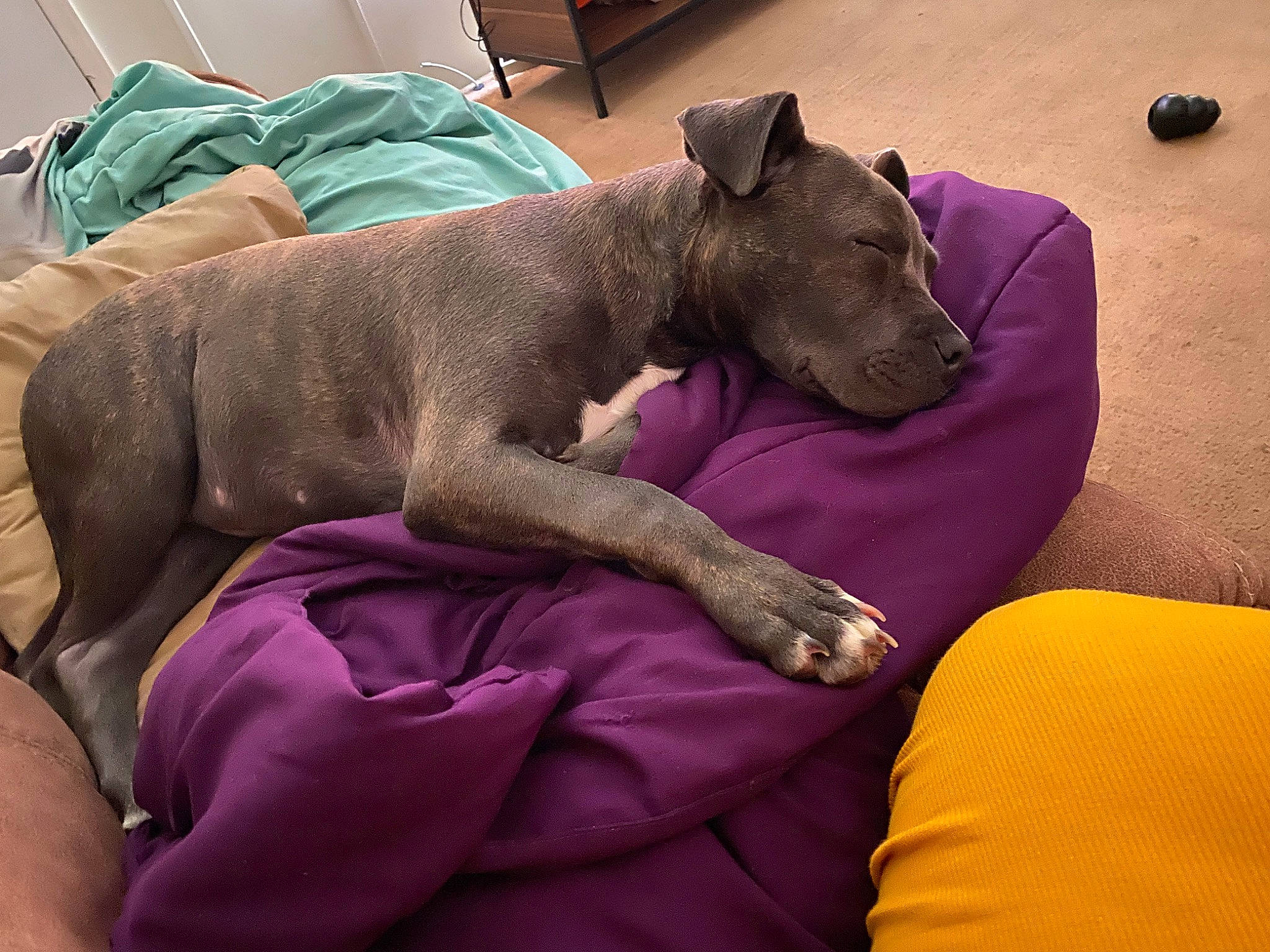 Gia joined the competition — help win amazing prizes! american_pit_bull_terrier, american_staffordshire_terrier, canidae, carnivore, companion_dog, dog, dog_breed, fawn, furniture, mammal, nap, non_sporting_group, puppy, purple, sleep