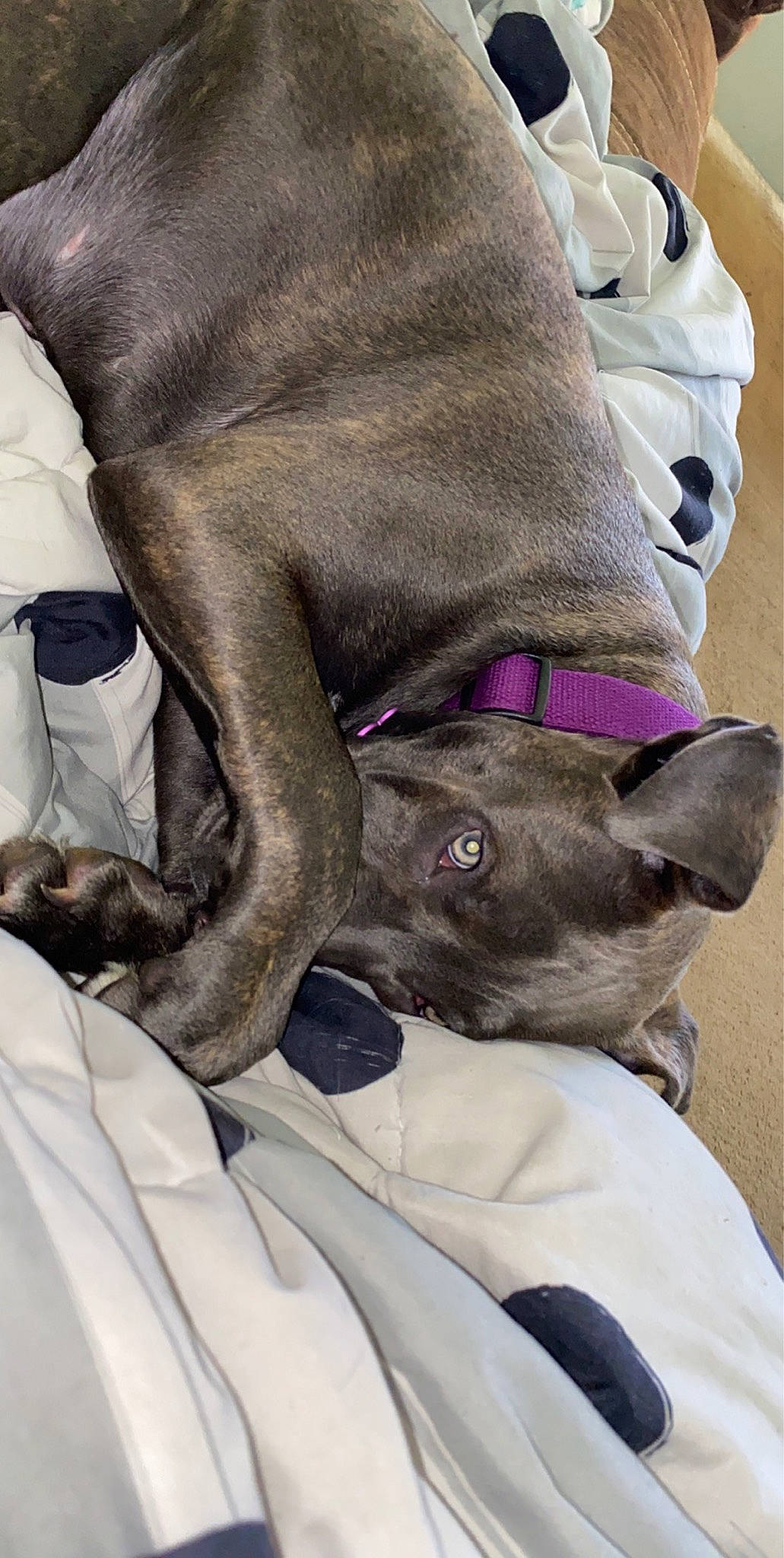 Gia is registered to the contest to win money with this photo: canidae, carnivore, companion_dog, dog, dog_breed, ear, fawn, french_bulldog, italian_greyhound, mammal, non_sporting_group, puppy, snout
