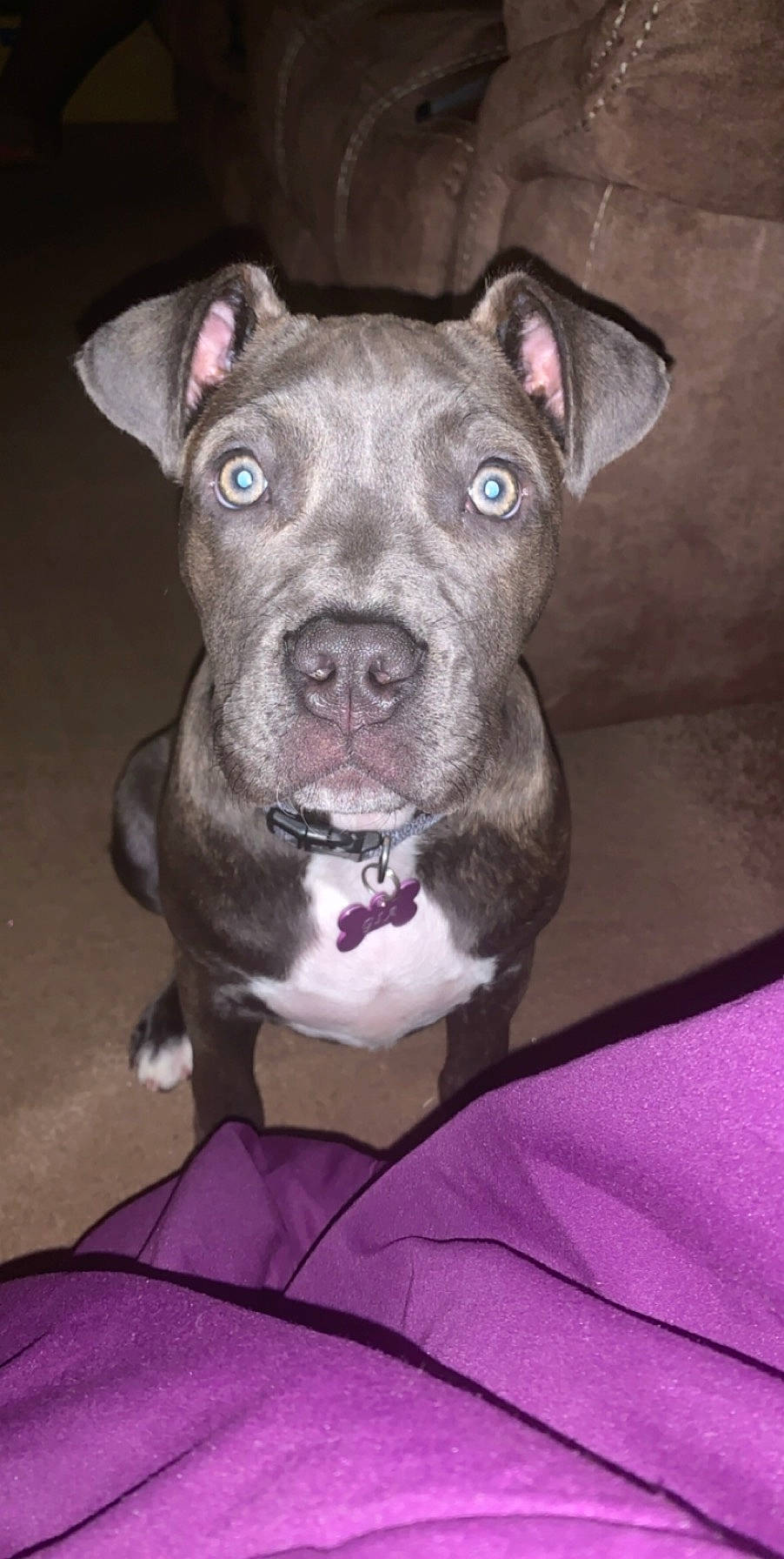 Gia is registered to the contest to win money with this photo: american_pit_bull_terrier, american_staffordshire_terrier, bandog, canidae, carnivore, dog, dog_breed, fawn, mammal, molosser, non_sporting_group, nose, pit_bull, puppy, rare_breed_dog, snout, sporting_group, staffordshire_bull_terrier, vertebrate, whiskers