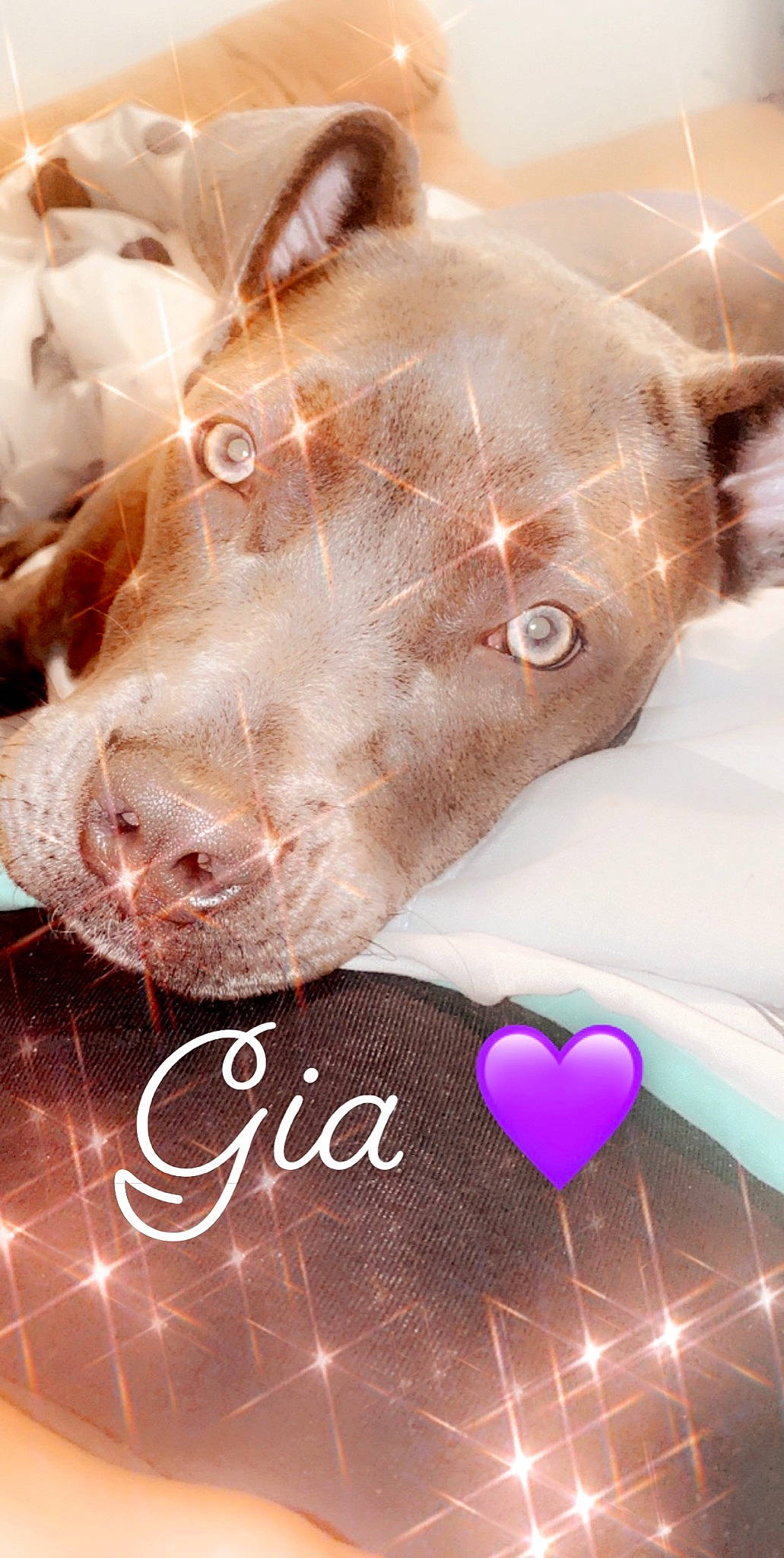 Gia is registered to the contest to win money with this photo: american_pit_bull_terrier, ear, heart, love, nose, pit_bull, snout