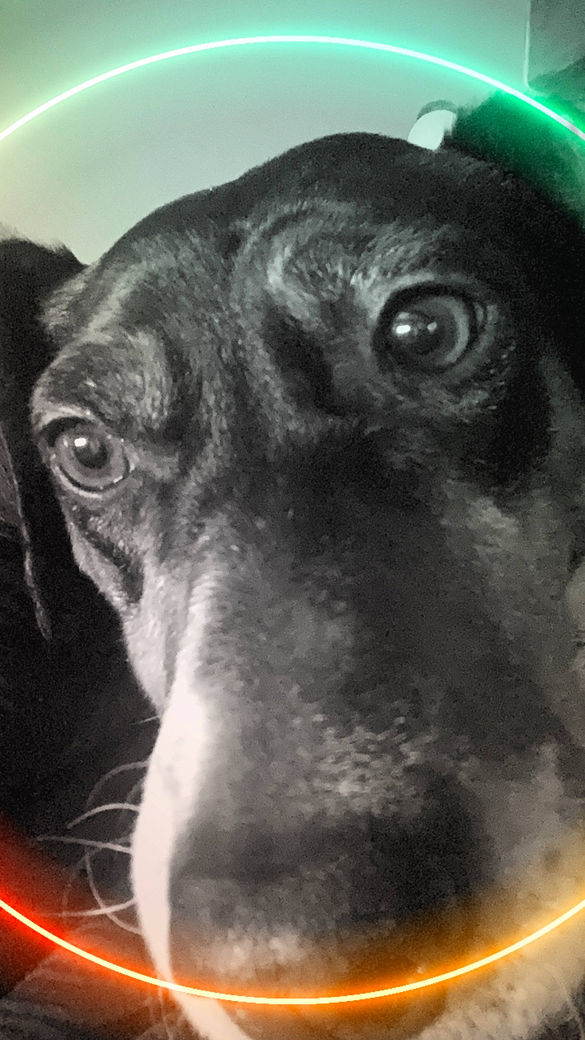 Basilic participe au concours pour gagner de l'argent avec cette photo : canidae, carnivore, close_up, dog, dog_breed, ear, eye, greyhound, mammal, nose, snout, sporting_group, vertebrate, whiskers