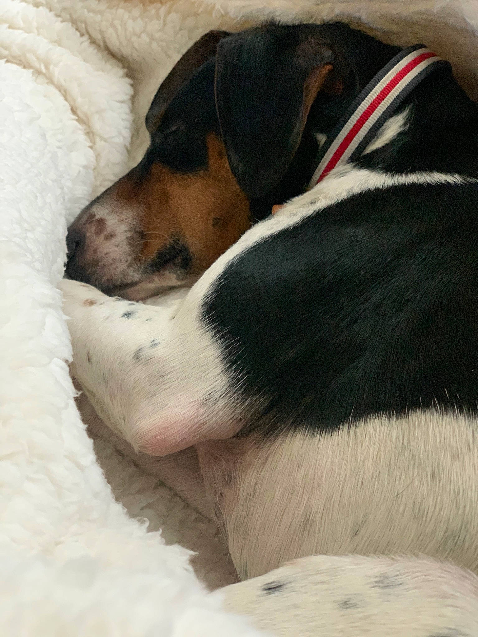 Basilic participe au concours pour gagner de l'argent avec cette photo : brazilian_terrier, canidae, carnivore, chilean_fox_terrier, companion_dog, danish_swedish_farmdog, dog, dog_breed, fox_terrier, mammal, nap, ratonero_bodeguero_andaluz, smooth_fox_terrier