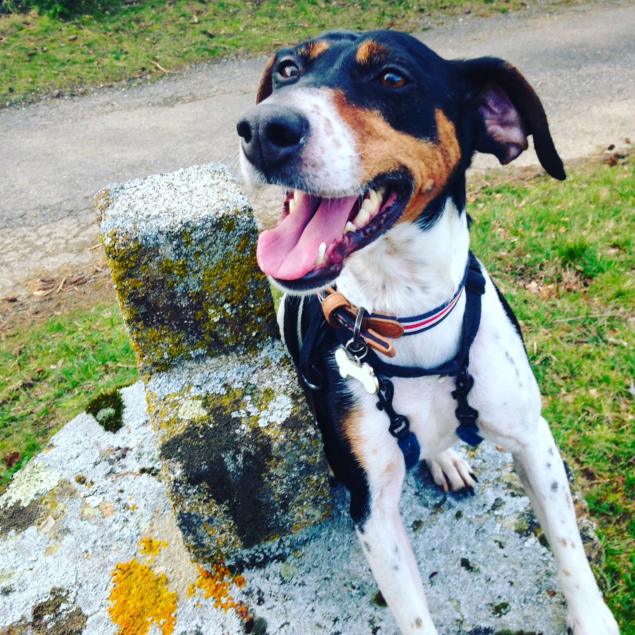 Basilic participe au concours pour gagner de l'argent avec cette photo : adventure, canidae, carnivore, collar, dog, dog_breed, entlebucher_mountain_dog, fawn, hunting_dog, louisiana_catahoula_leopard_dog, mammal, snout, sporting_group, vertebrate, working_dog