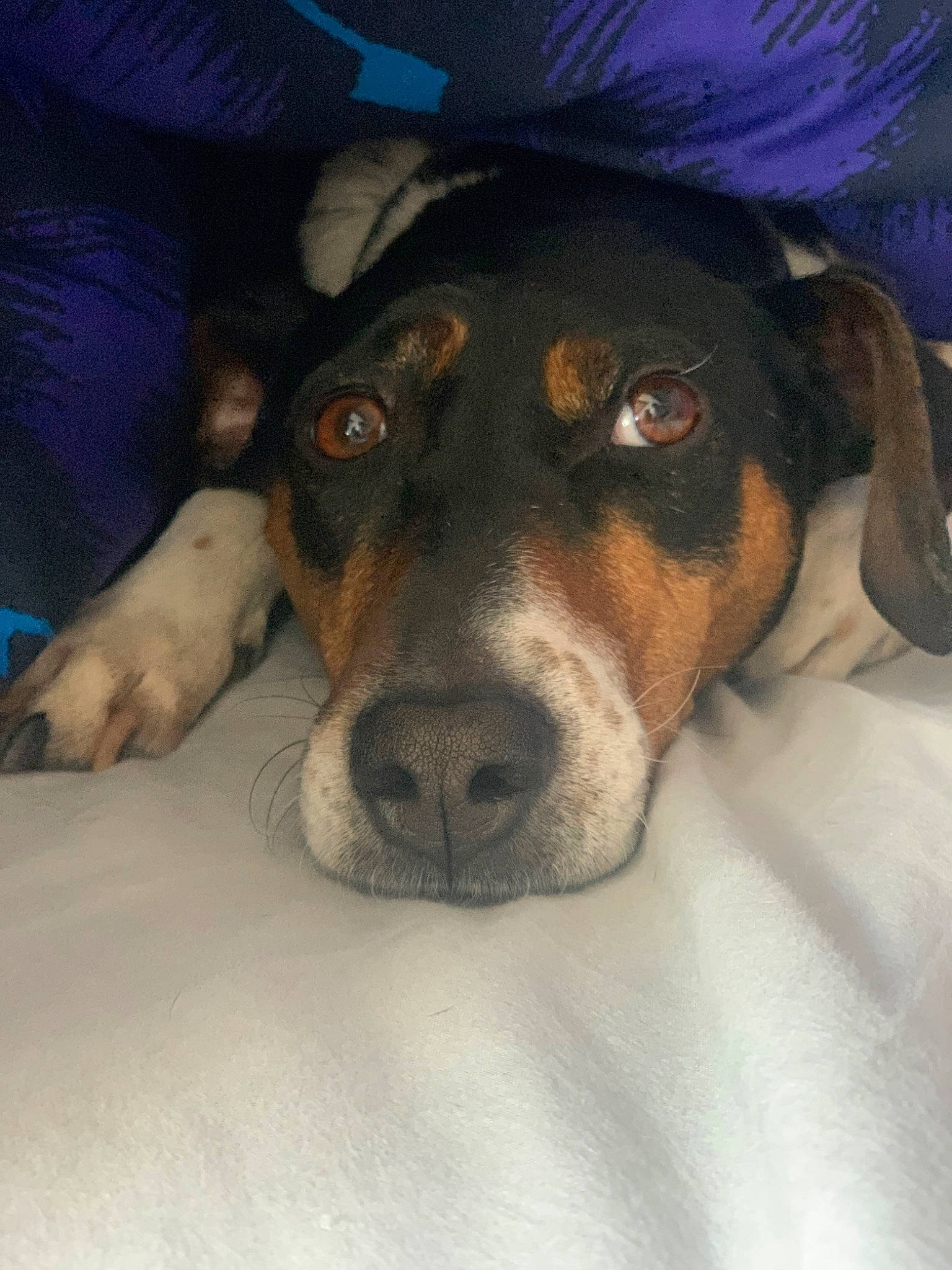 Basilic participe au concours pour gagner de l'argent avec cette photo : brazilian_terrier, canidae, carnivore, chilean_fox_terrier, danish_swedish_farmdog, dog, dog_breed, feist, fox_terrier, huntaway, mammal, nose, potcake_dog, rat_terrier, ratonero_bodeguero_andaluz, smooth_fox_terrier, snout, teddy_roosevelt_terrier, vertebrate, whiskers