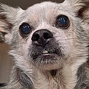 Shiki is registered to the contest to win money with this photo: dog, close_up, face, fur, whiskers, ears, nose, eyes, pet, cute, animal, muzzle, expression, portrait, indoor, furry, small_dog, canine, snout