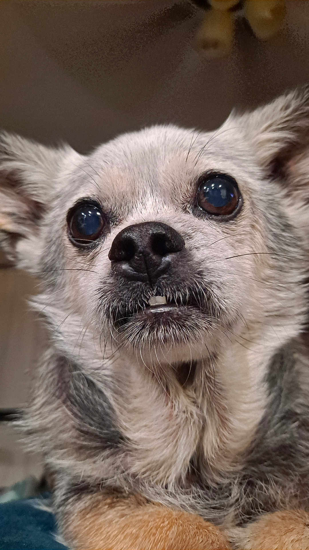 Shiki is registered to the contest to win money with this photo: dog, close_up, face, fur, whiskers, ears, nose, eyes, pet, cute, animal, muzzle, expression, portrait, indoor, furry, small_dog, canine, snout