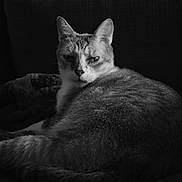 Happy a rejoint le concours — aidez-le/la à gagner de superbes lots ! abyssinian, angora, animal, armchair, blackcat, cat, chair, couch, furniture, kitten, manx, pet, siamese