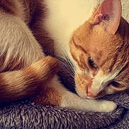 Ninja a rejoint le concours — aidez-le/la à gagner de superbes lots ! cat, cat_like_mammal, ear, eye, fur, kitten, nap, nose, paw, skin, small_to_medium_sized_cats, snout, whiskers