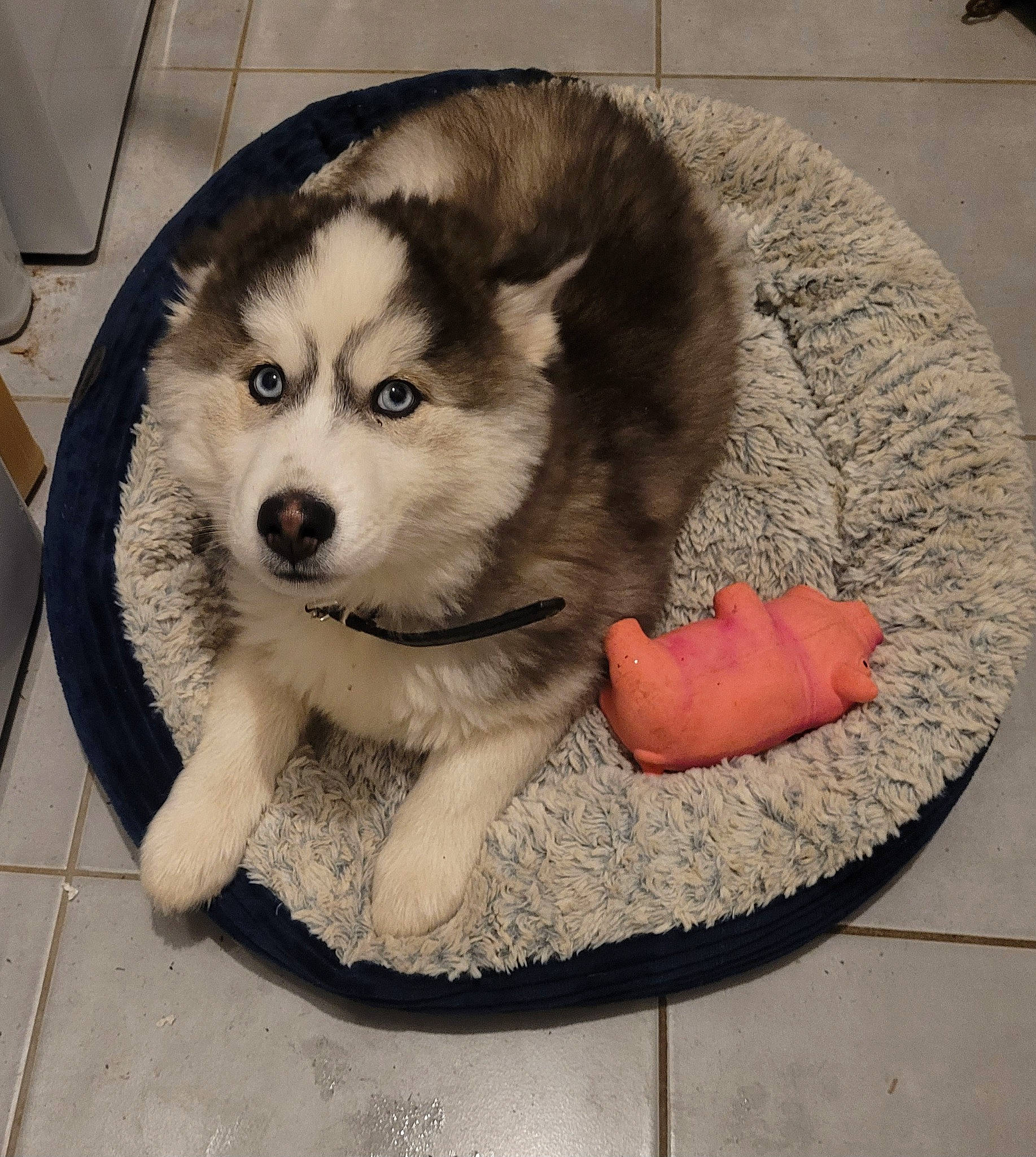 Tarok participe au concours pour gagner de l'argent avec cette photo : ancient_dog_breeds, canidae, canis, carnivore, companion_dog, dog, dog_breed, flooring, fur, non_sporting_group, paw, sled_dog, snout, sporting_group, terrestrial_animal, toy_dog, wheel, whiskers, working_animal, working_dog