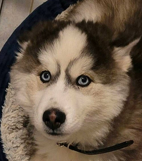 Tarok participe au concours pour gagner de l'argent avec cette photo : ancient_dog_breeds, art, canidae, canis, carnivore, companion_dog, dog, dog_breed, fur, sled_dog, snout, sporting_group, terrestrial_animal, tire, wheel, whiskers, wildlife, wolf, working_animal, working_dog