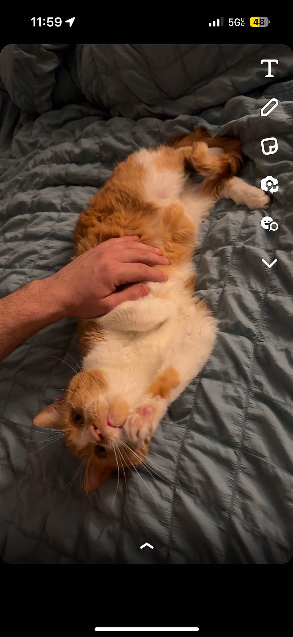 Alice joined the competition — help win amazing prizes! canidae, carnivore, cat, claw, comfort, companion_dog, dog_breed, fawn, felidae, fur, gesture, lap, nail, nap, paw, small_to_medium_sized_cats, snout, sporting_group, tail, whiskers