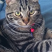 Zipper joined the competition — help win amazing prizes! animal, bell, blue_background, cat, close_up, collar, cute, domestic_cat, ears, face, fur, green_eyes, indoor, paw, pet, relaxed, resting, striped, tabby, whiskers