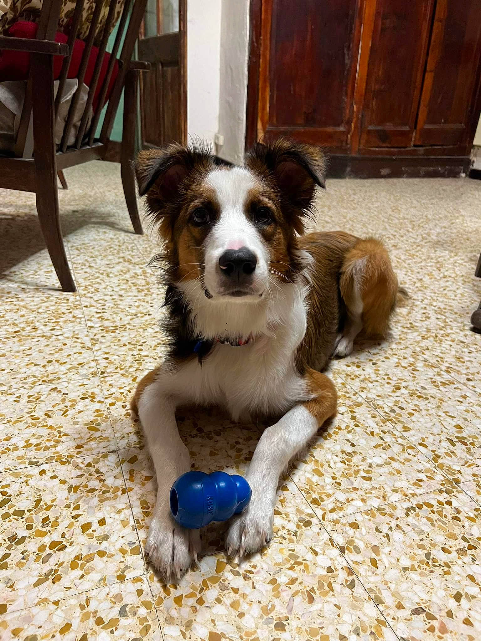 Charly participe au concours pour gagner de l'argent avec cette photo : australian_shepherd, canidae, carnivore, chair, companion_dog, dog, dog_breed, dog_supply, door, flooring, hardwood, herding_dog, paw, plant, snout, sporting_group, terrier, toy_dog, wood, working_dog