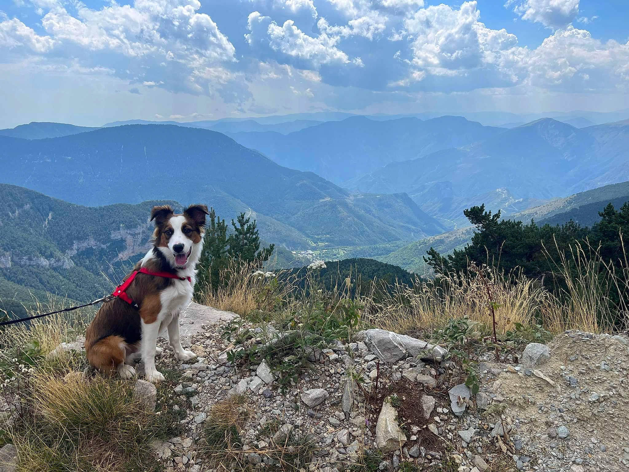 Charly participe au concours pour gagner de l'argent avec cette photo : adventure, canidae, carnivore, cloud, collar, companion_dog, dog, dog_breed, fawn, grassland, hill, landscape, leisure, mountain, mountain_range, plant, recreation, sky, sporting_group, trail