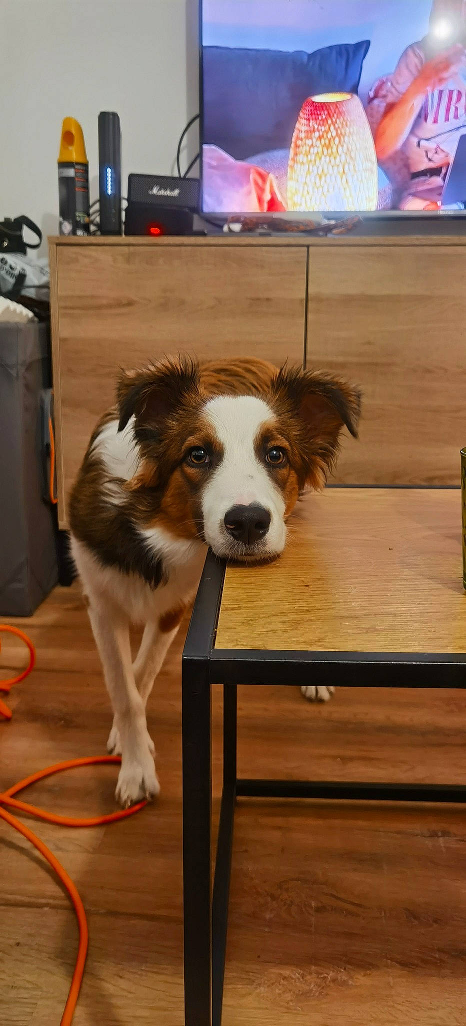 Charly a rejoint le concours — aidez-le/la à gagner de superbes lots ! bench, canidae, carnivore, chair, companion_dog, desk, dog, dog_breed, flooring, fur, furniture, hardwood, herding_dog, home_appliance, plank, sporting_group, table, television, wood, working_dog