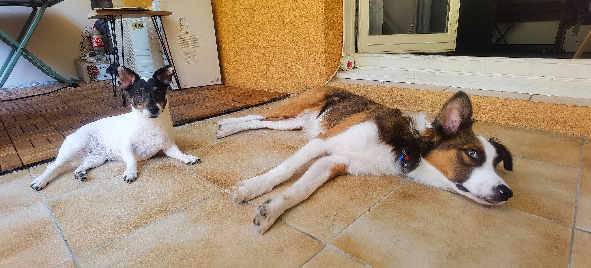 Charly participe au concours pour gagner de l'argent avec cette photo : canidae, carnivore, comfort, companion_dog, dog, dog_breed, fawn, floor, flooring, fur, hardwood, mammal, paw, picture_frame, snout, sporting_group, tail, window, wood, working_animal